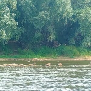 IMG-20260820-WA0087